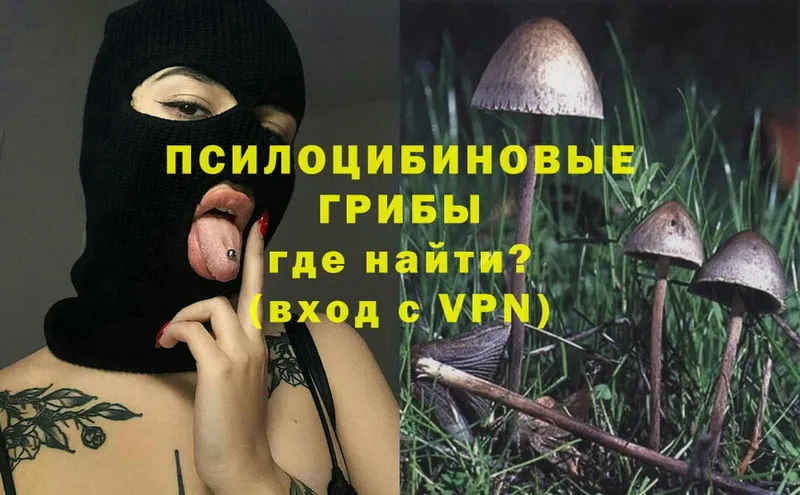 Псилоцибиновые грибы Psilocybe  где можно купить   Йошкар-Ола 